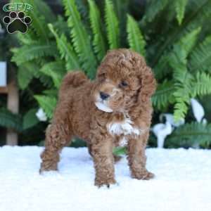 Dallas, Mini Goldendoodle Puppy